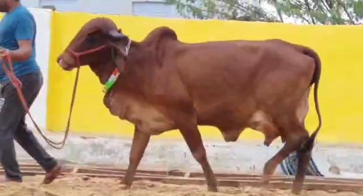 Cow