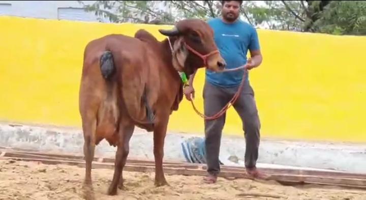 Cow